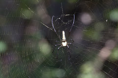 Nephila pilipes