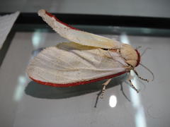 Aloa lactinea