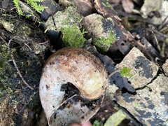 Hedleyella falconeri