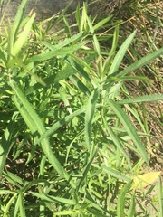 Achillea salicifolia