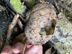 Hedleyella falconeri