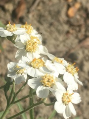 Achillea salicifolia