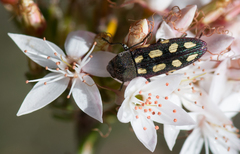 Castiarina parallela