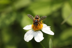 Megachile rufovittata