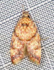Lophopepla igniferella