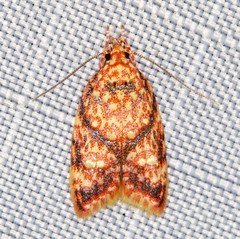 Lophopepla igniferella