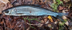Leuciscus leuciscus