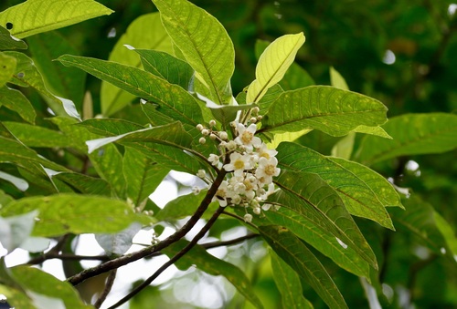 Saurauia rubicunda observed 2020-09-09