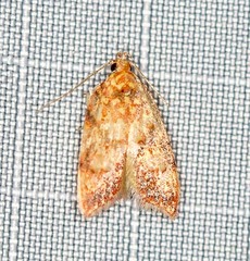Lophopepla igniferella
