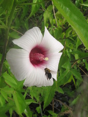 Ptilothrix bombiformis