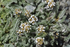 Achillea nana