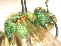Agapostemon