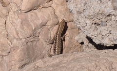 Anatololacerta pelasgiana