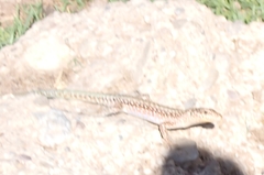 Anatololacerta pelasgiana