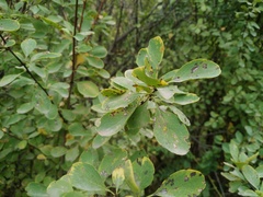 Berberis sphaerocarpa