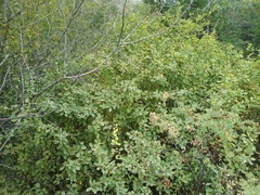 Berberis sphaerocarpa