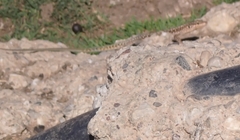 Anatololacerta pelasgiana