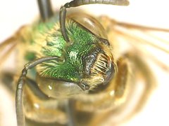 Agapostemon