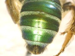 Agapostemon
