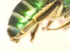Agapostemon