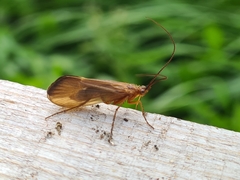 Anabolia