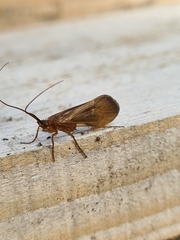 Anabolia