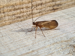 Anabolia