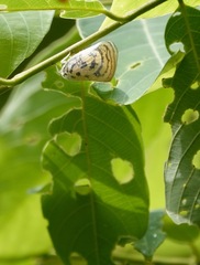 Copsyrna maculata