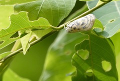 Copsyrna maculata