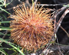Banksia sphaerocarpa