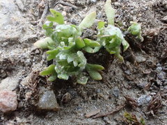 Ceratocephala pungens