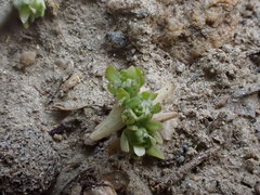 Ceratocephala pungens