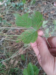 Phragmidium rubi-idaei