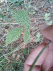 Phragmidium rubi-idaei