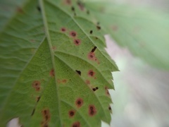 Phragmidium rubi-idaei