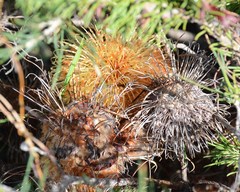 Banksia sphaerocarpa