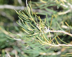 Banksia sphaerocarpa