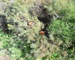 Banksia sphaerocarpa