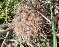 Banksia sphaerocarpa