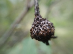 Phragmidium mucronatum