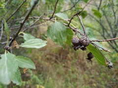 Phragmidium mucronatum