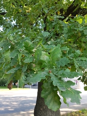 Quercus robur