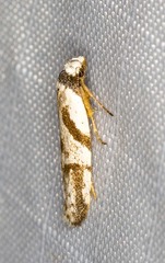 Oxythecta lygrosema
