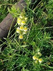 Linaria vulgaris