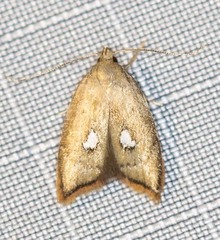 Parocystola leucospora