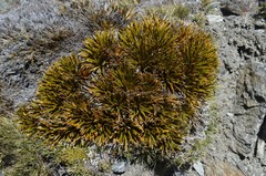 Aciphylla simplex