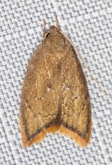 Parocystola leucospora