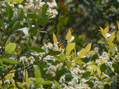 Dysphania subrepleta