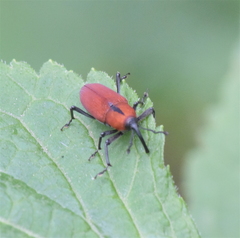 Rhodobaenus sanguineus