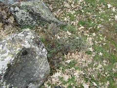 Lavandula pedunculata